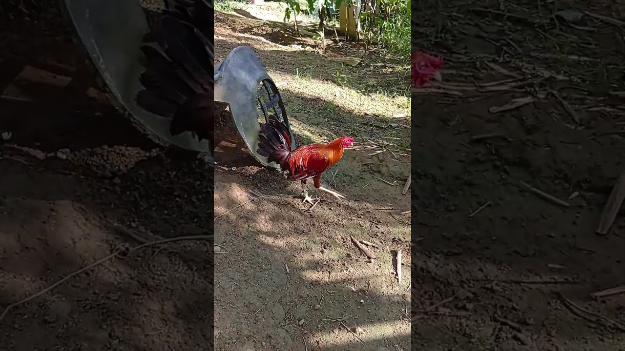 Ormoc gold hatch 8 months old #games #rooster #gamefowl #gaming #trending