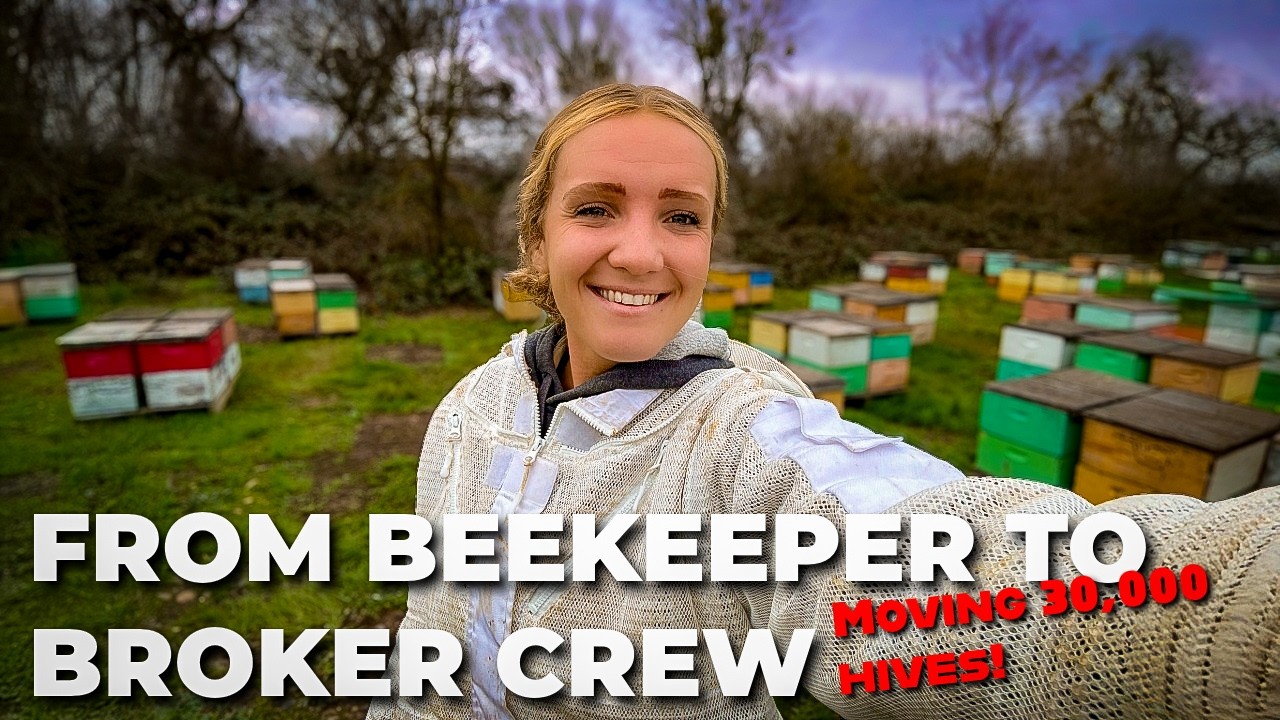 The Hidden Side of Almond Pollination No One Shows You.. #beekeeping
