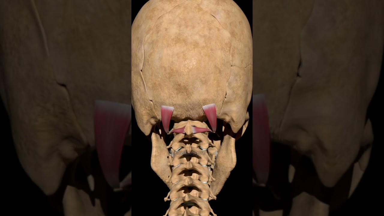 Superior and inferior obliquus capitis muscles