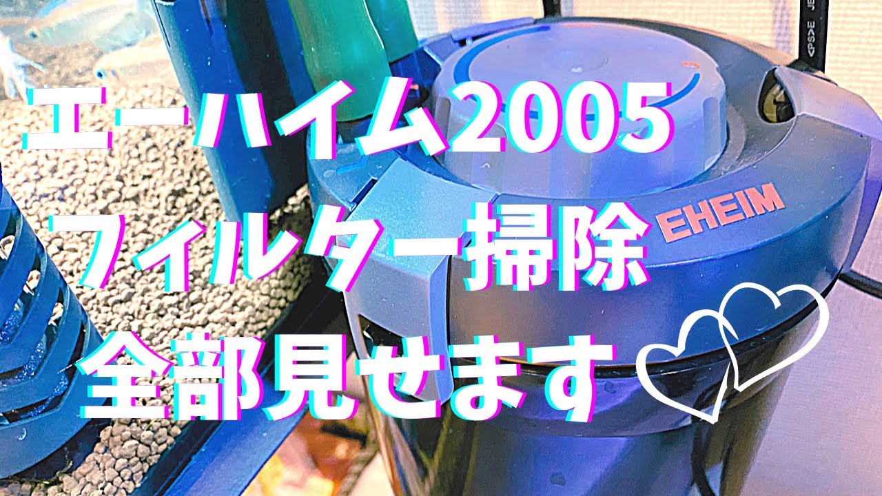 【アクアリウム】エーハイム2005のフィルター掃除していきます🐟【ゆるアクア】