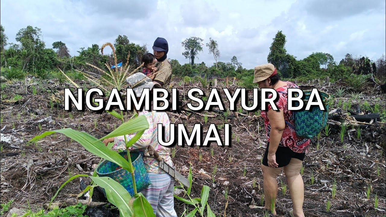 NGAMBI SAYUR BA UMAI