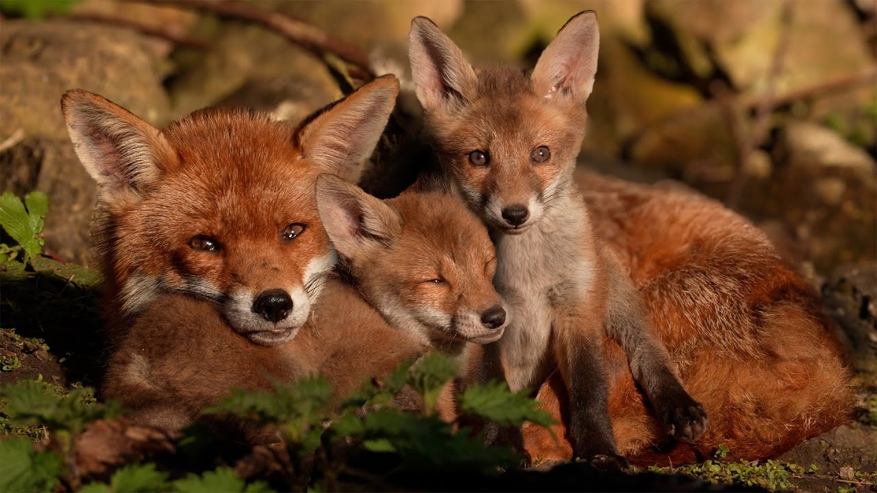 Fox Family Take a Nap | Red Fox | Discover Wildlife | Robert E Fuller