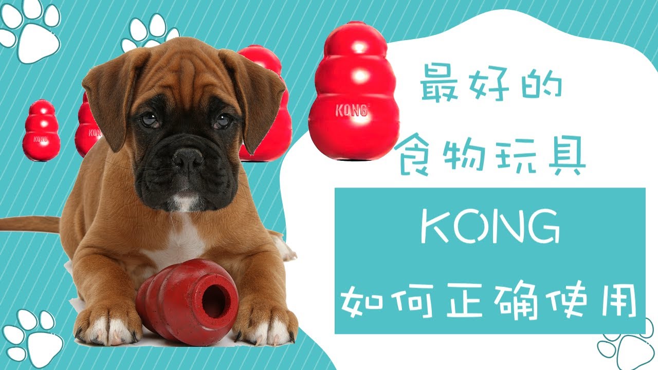 狗狗食物玩具Kong的正确使用方式，最好的食物玩具