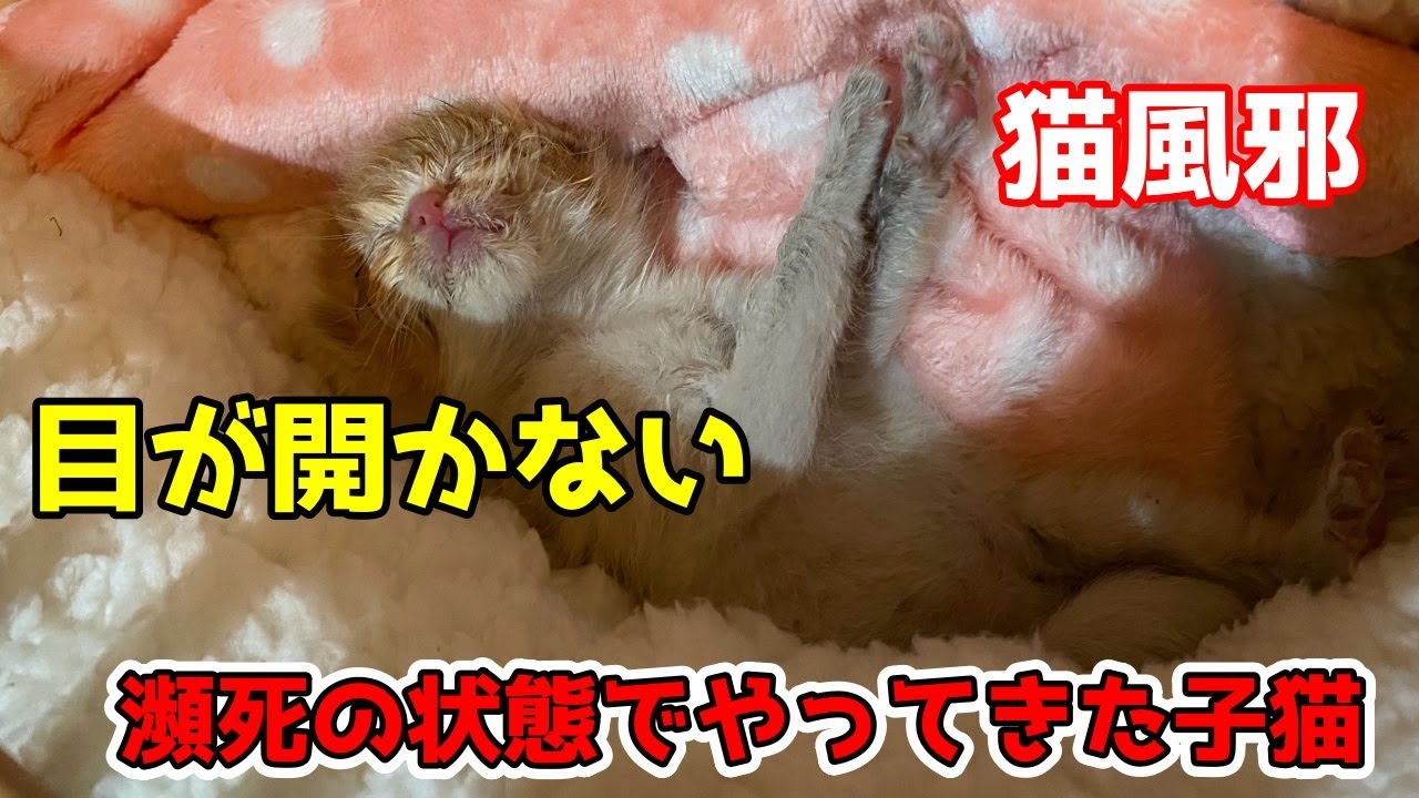 猫風邪で目が塞がった子、その後の猫生