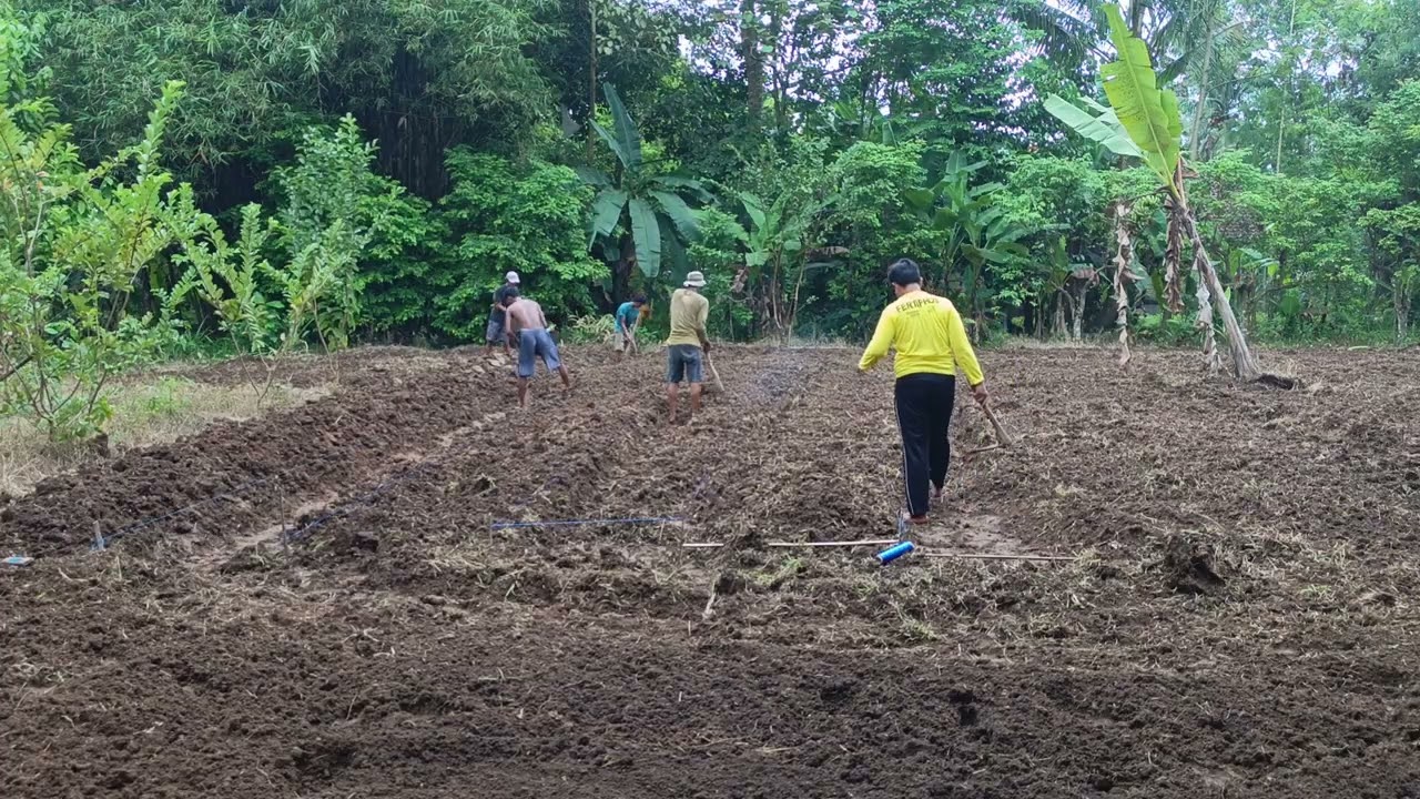Pemanfaatan Lahan Kosong Jadi Kebun Cabe Rawit | Daily Vlog 17 Februari 2026