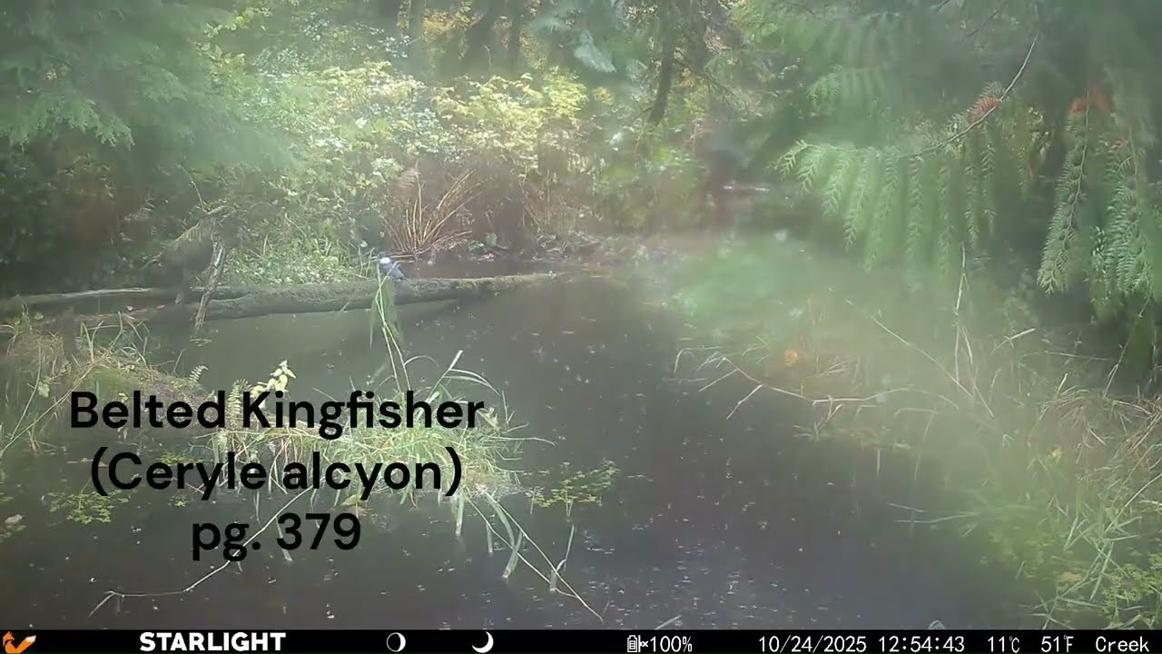 2025 Western Washington State (Marysville) Trail Cam Video: Quilceda Creek