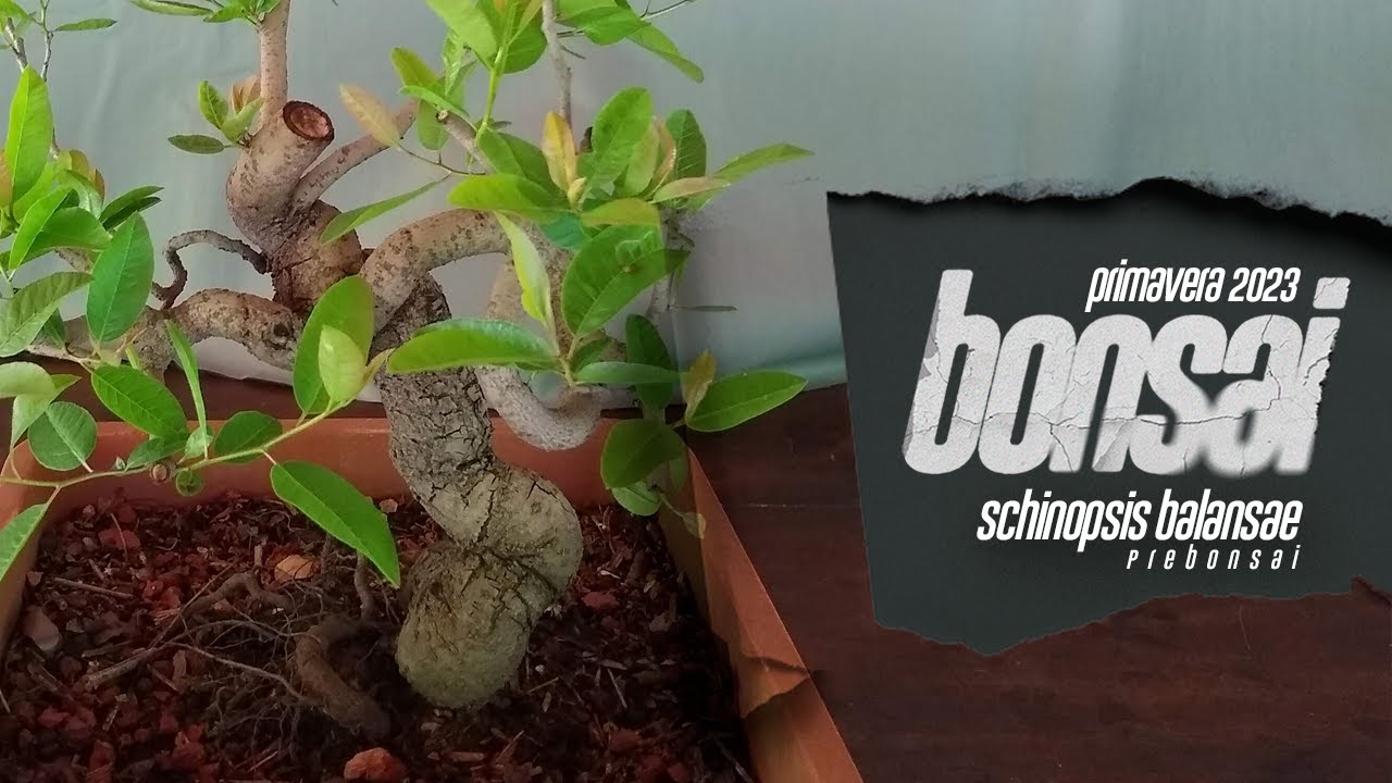 QUEBRACHO Colorado Chaqueño | PREBONSAI | primeros trabajos estacionales