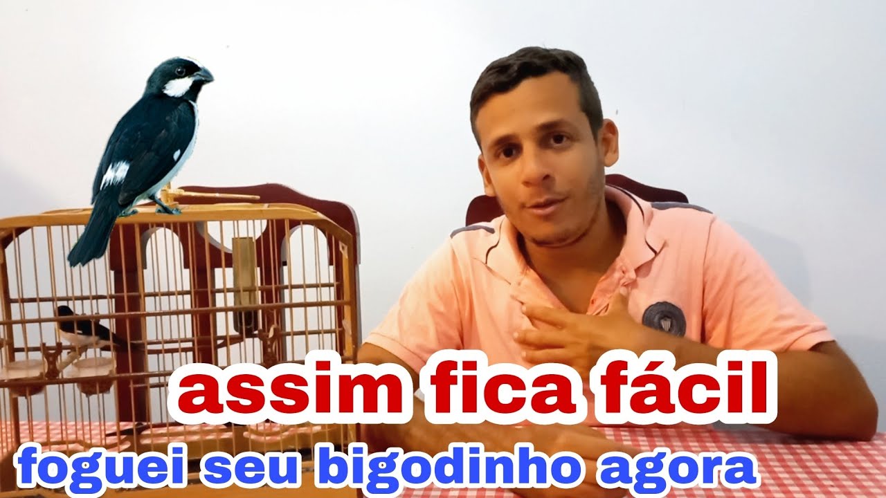 como foguear bigodinho rápido e fácil. segue essas dicas