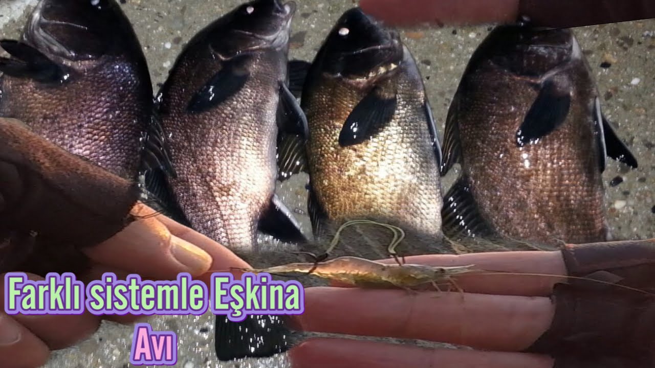 Farklı Sistemle Eşkina avı Bu Sistemle Balıklar Kaçmaz.!Takım Hafif Spin 1.90 cm kamış.