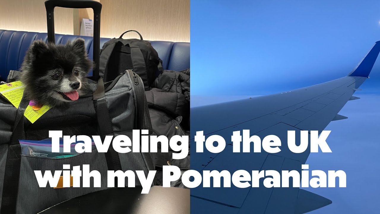 Traveling with My Dog to the UK | Moving my Pet to England | Paris and Chunnel Version