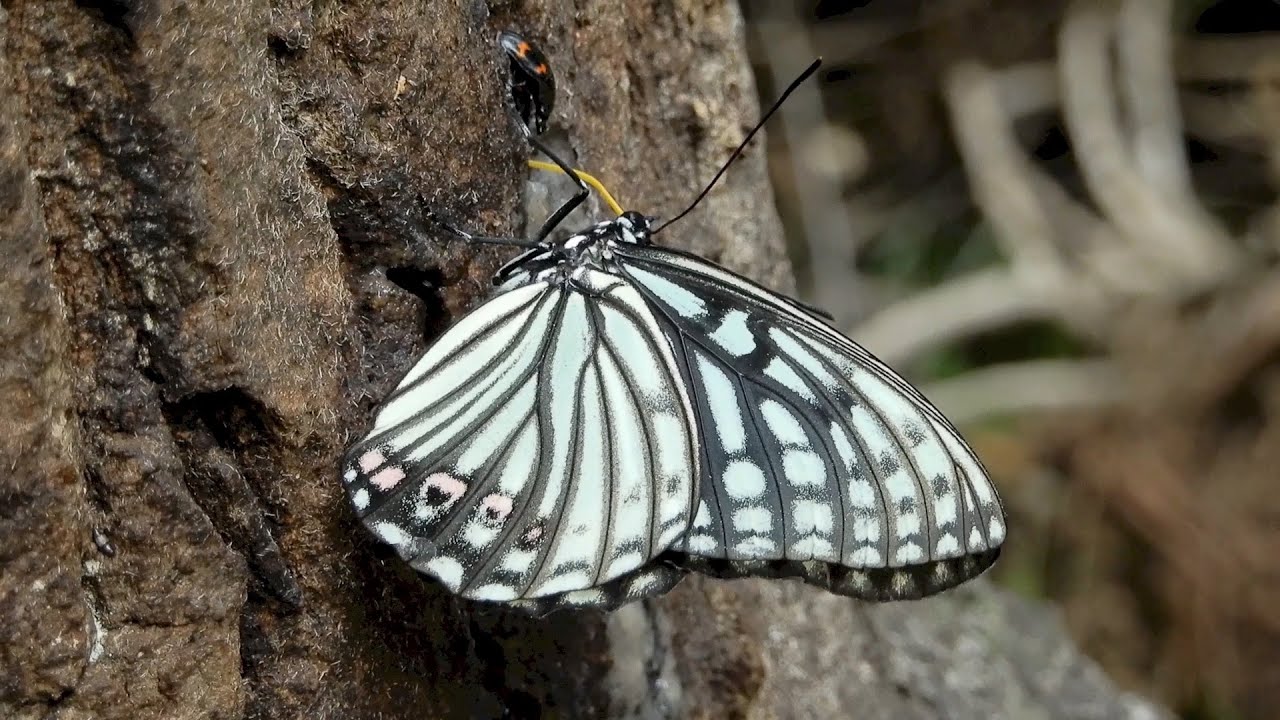 アカボシゴマダラ/Hestina assimilis 36_250529_ガイコツ山