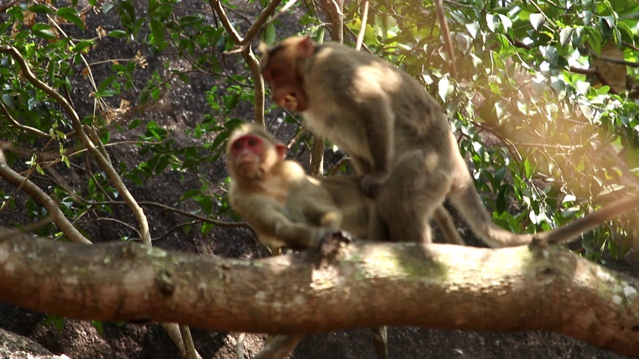 Monkey Mating Time Part - 1 | Monkey Intercourse | Monkey Mating Habit  | Monkeys Lifestyle l
