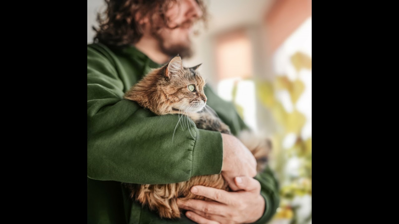 Spotlight on Feline HCM: New Breakthroughs in Management