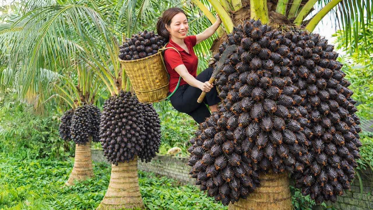 Women Harvest Rare Thai Salak in Deep Forest, Cook Simple Dish & Sell Out Fast at Local Market