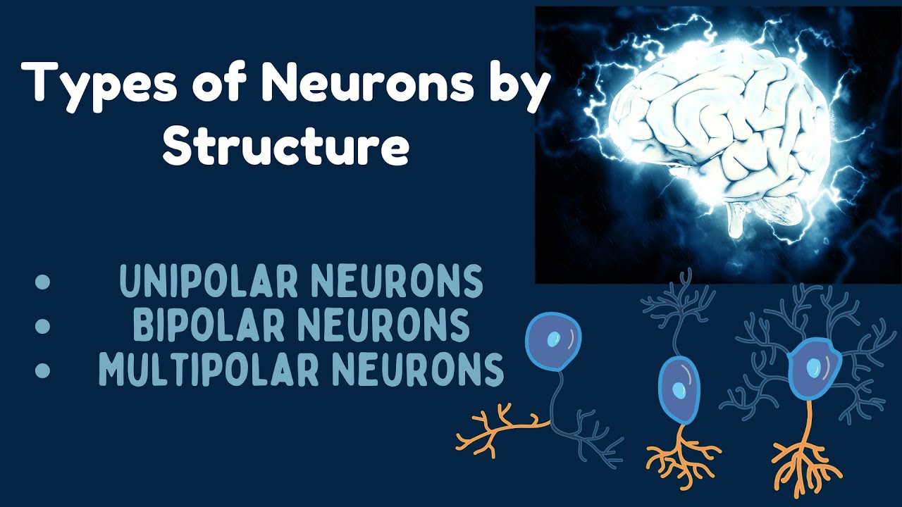 Types of Neurons | Unipolar, Bipolar, and Multipolar Neurons