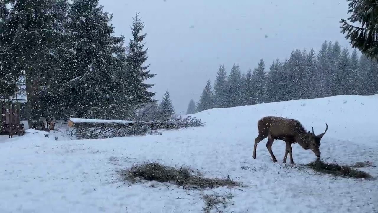 Iarna de vis la Dârmoxa.