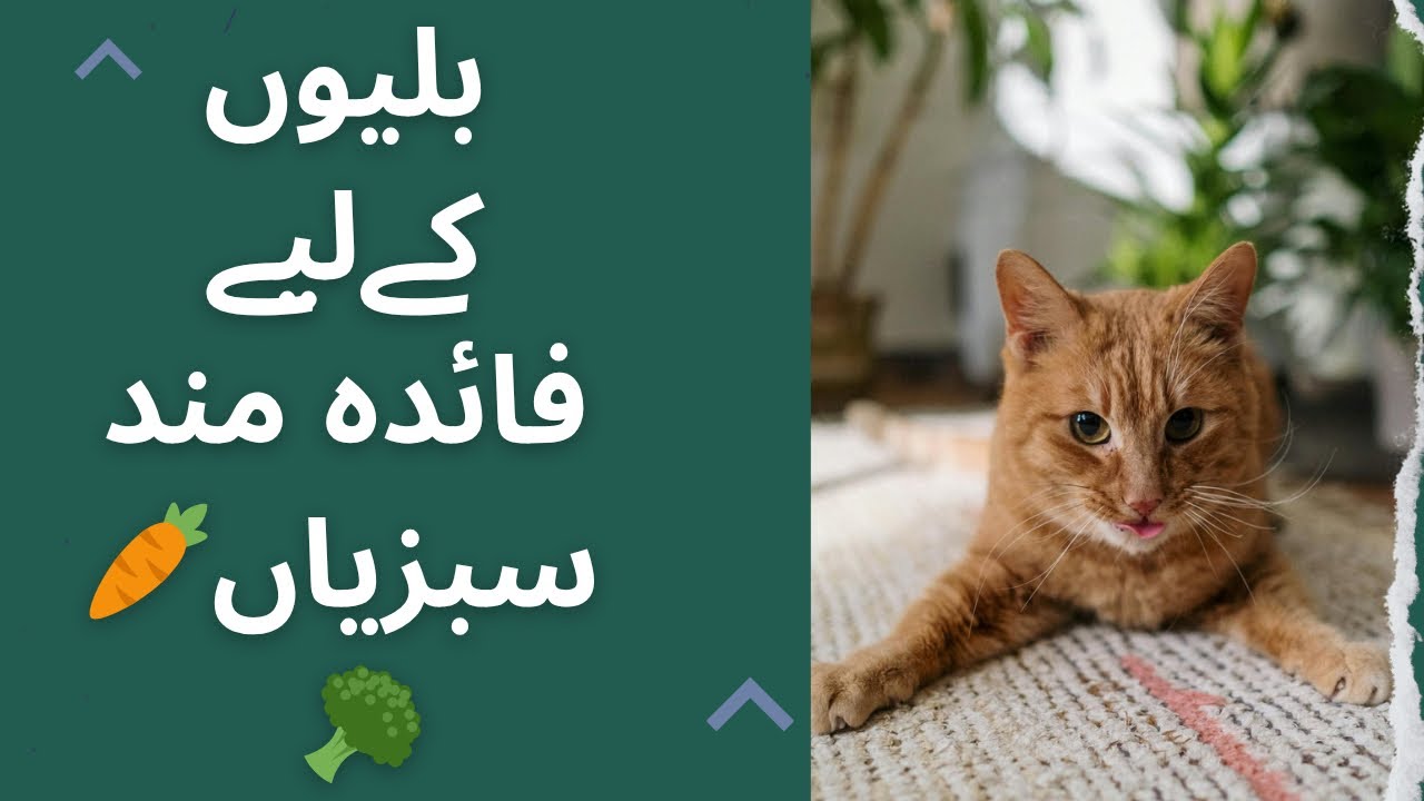 Vegetables That Cats Like to Eat | Billion K Liye  Konsi سبزیاں Faidamand Hoti Hain | Tame And Wild