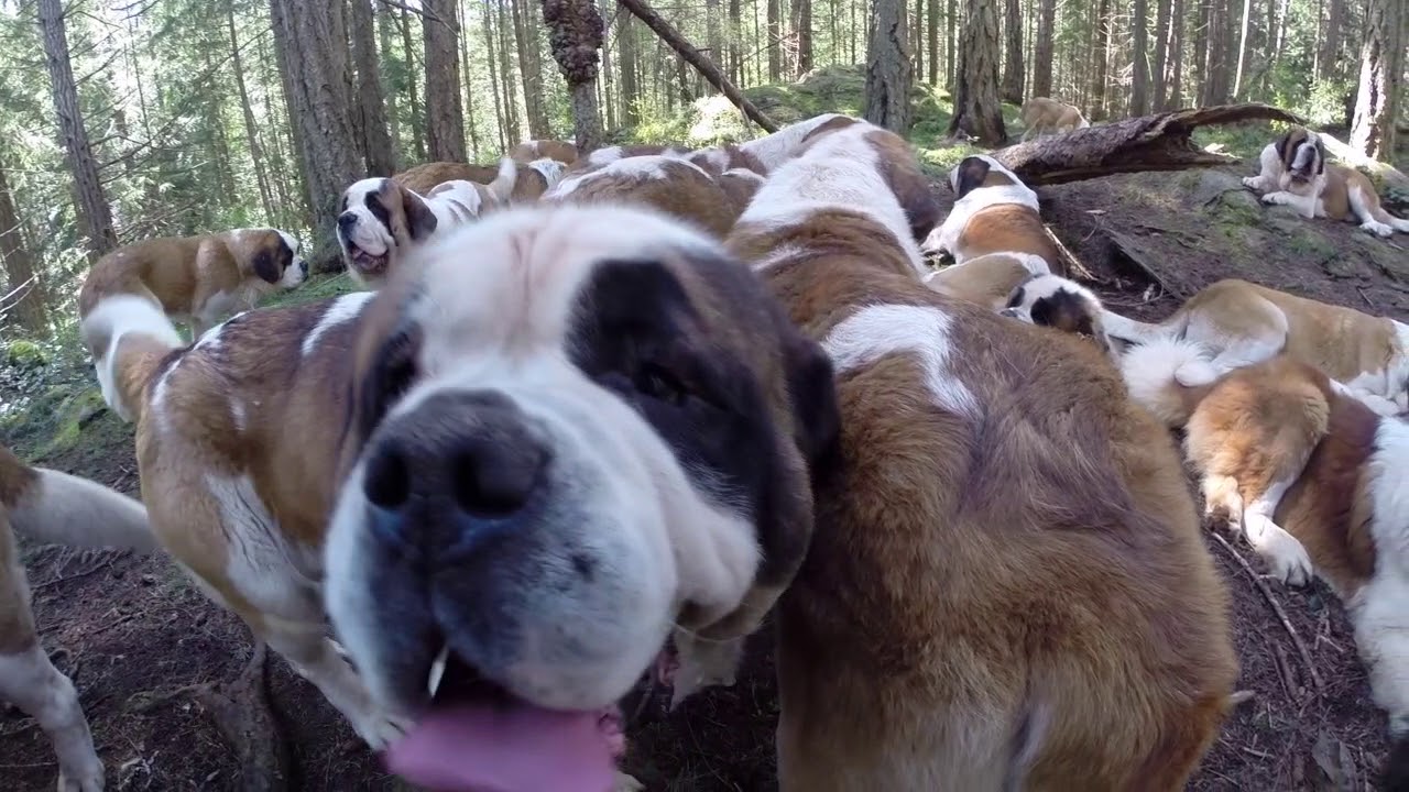 Lasqueti Island St Bernards.