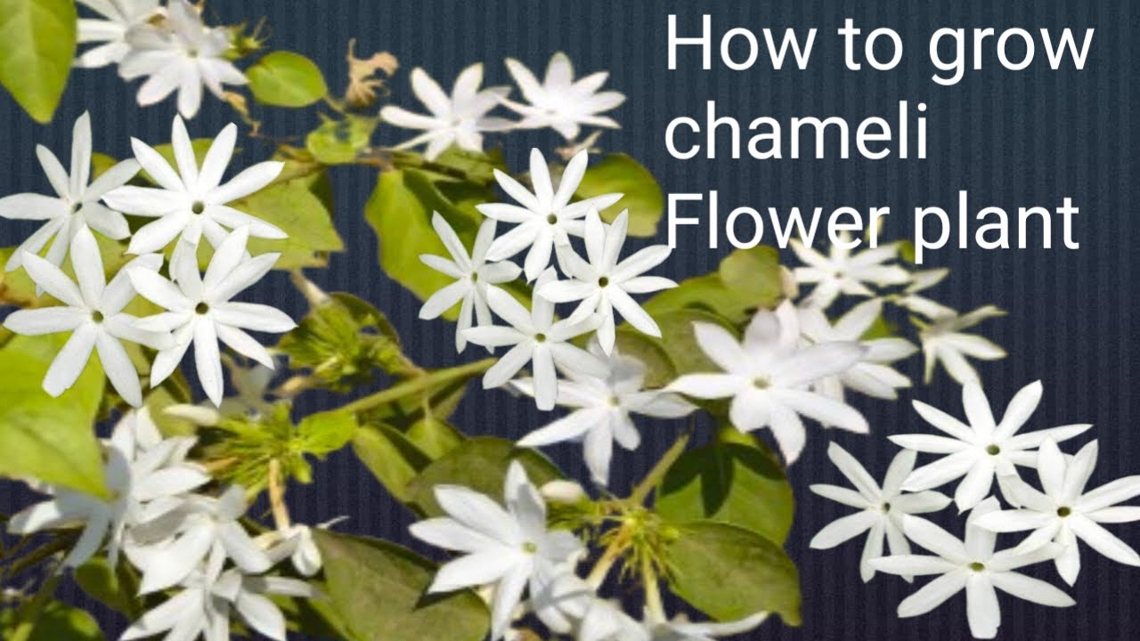 How to grow. Chameli flowers plant 