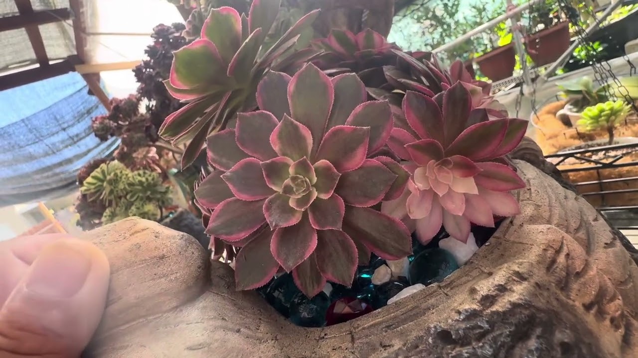 Succulents 17 and mix soil- Sen Đá và trộn đất cho cây 