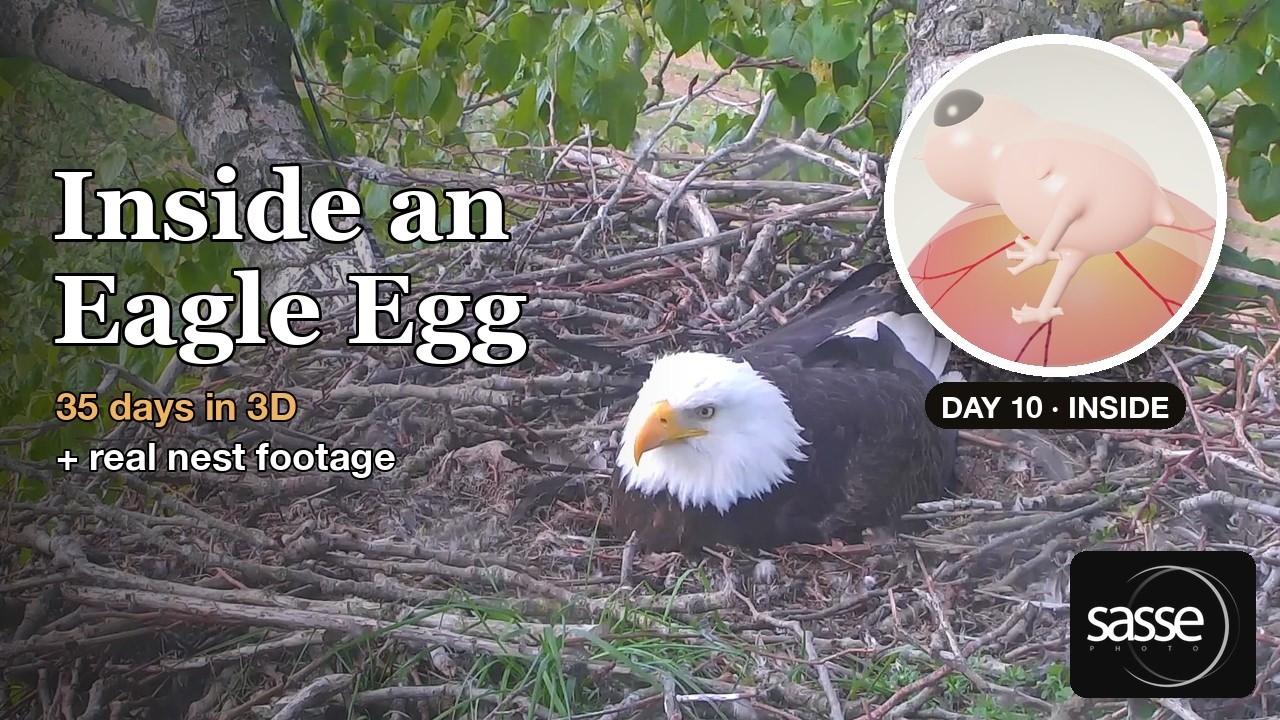 Inside an Eagle Egg: 35 Days from Yolk to Hatching in 3D, with Real Nest Footage