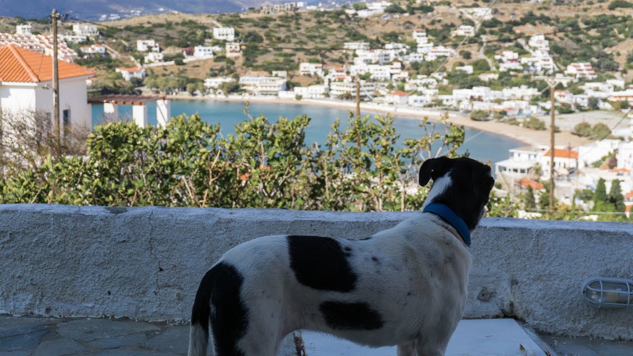 Καλοκαιρινές διακοπές με τον σκύλο μου
