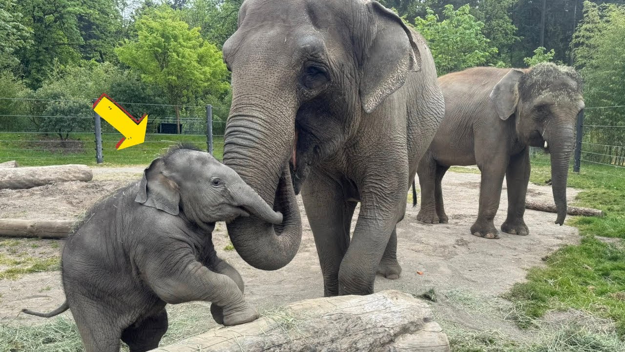 A Miracle Birth: Meet Tula-Tu, the Baby Elephant Bringing Hope to Her Species