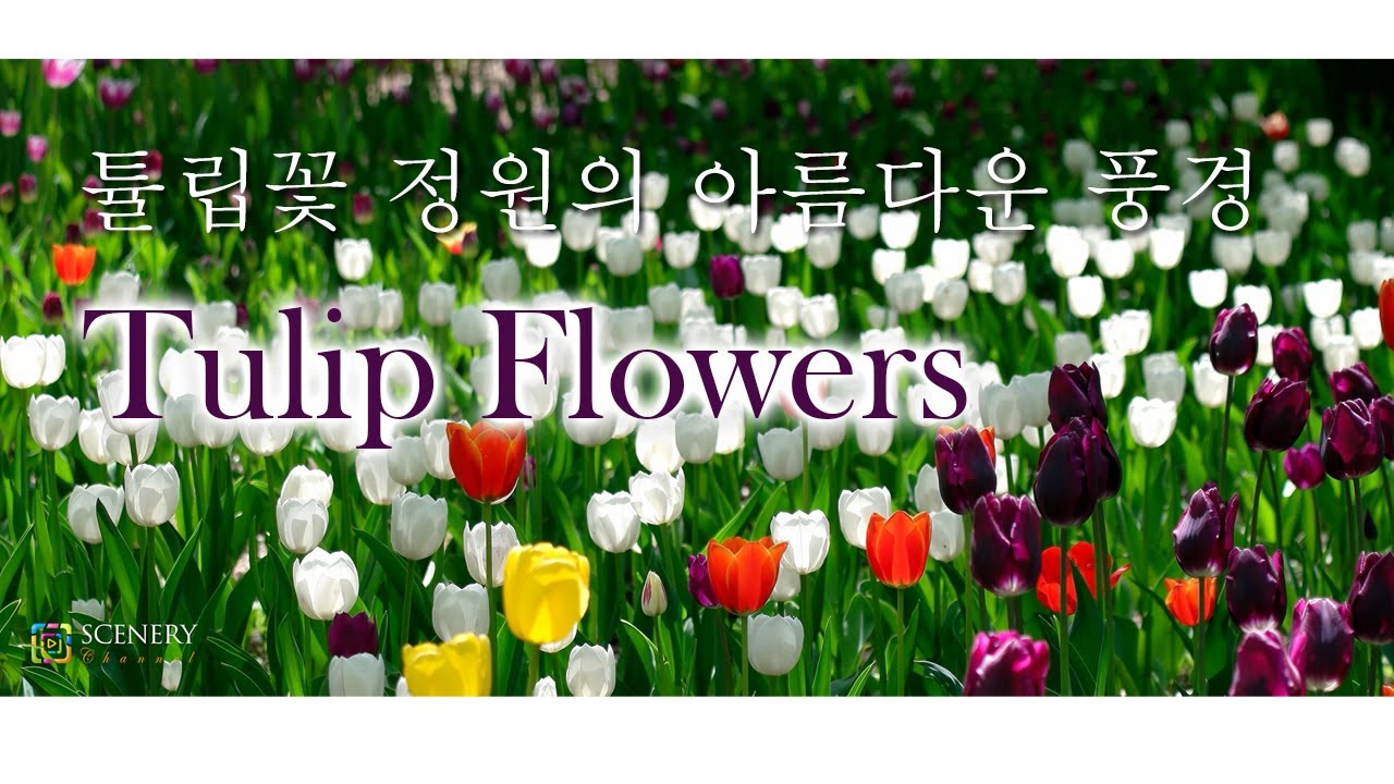 Tulip Garden 🌷🌷 /서울숲 튤립 / SEOUL FOREST  /튤립꽃과 피아노 음악 그리고 새소리와 함께 힐링의 시간을 가지세요.