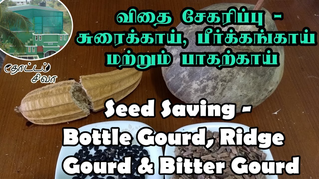 கொடி வகைகளில் விதை சேகரிப்பு - சுரை, பாகல் மற்றும் பீர்க்கங்காய் விதை சேகரிப்பு