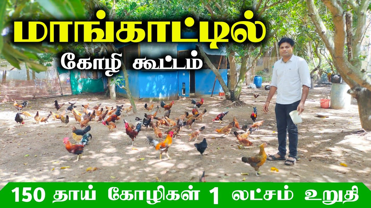 🐓வளர்ச்சினா இப்படி இருக்கனும்! சிறுவிடை வளர்ப்பில் செழிக்கும் பண்ணையாளர்!