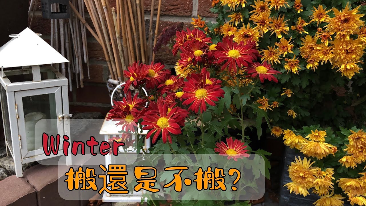 菊花Chrysanthemum/紫菀花Aster/秋冬养护要点和注意事项/耐寒度可达到多少/修剪/01.12.2022