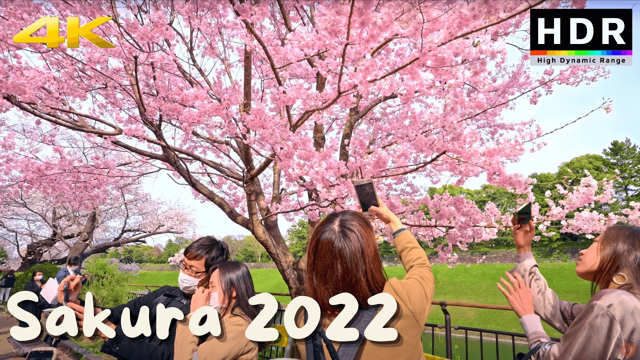 4K HDR // Japan Cherry Blossoms 2022 - Imperial Palace Sakura