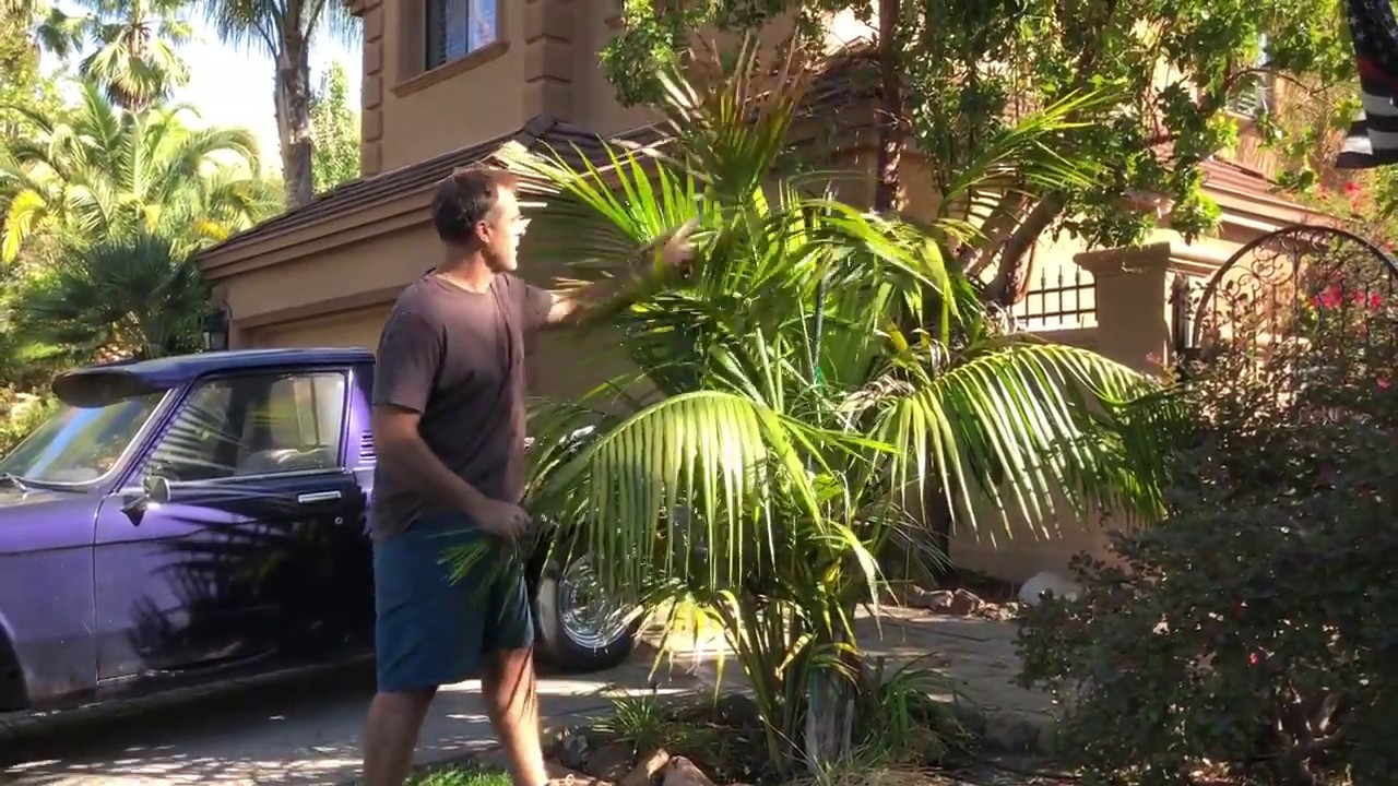 Growing Kentia Palms Outdoors in Northern California