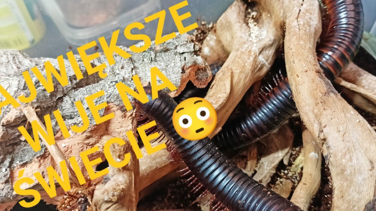 TERRARIUM DLA AFRYKAŃSKICH WIJÓW OLBRZYMICH Cz.2