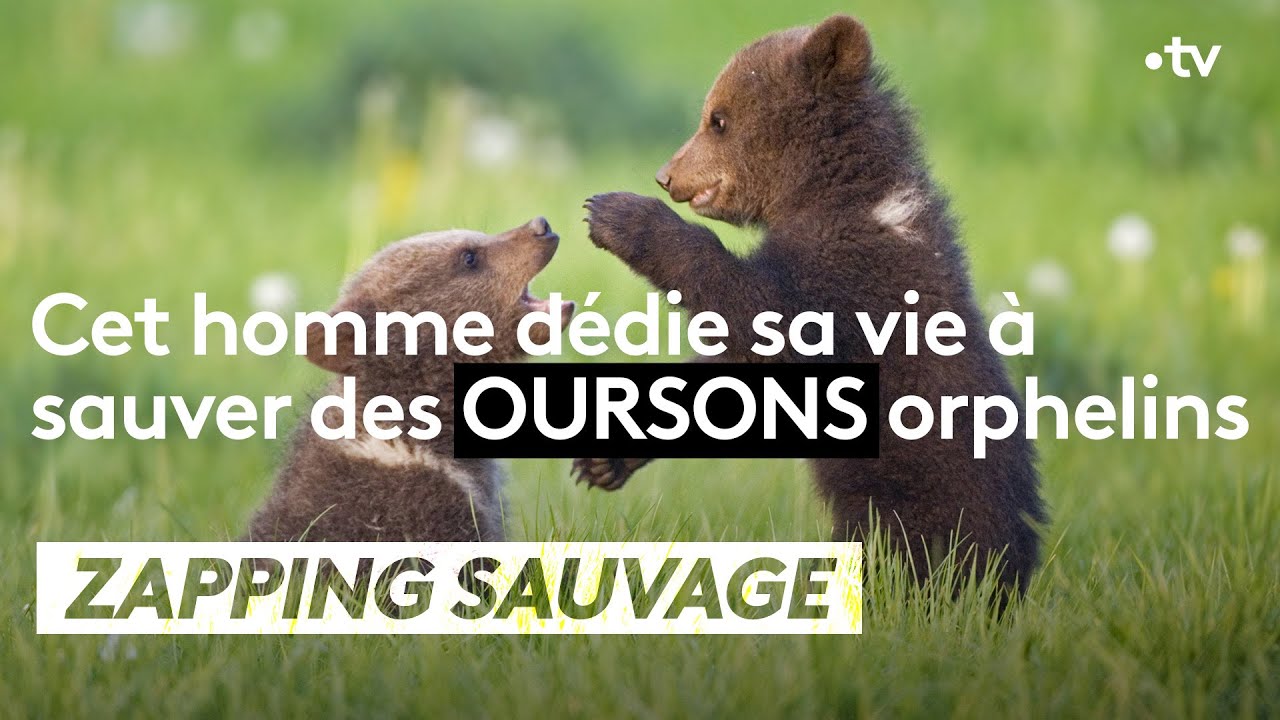 Cet homme dédie sa vie à sauver des oursons orphelins - ZAPPING SAUVAGE