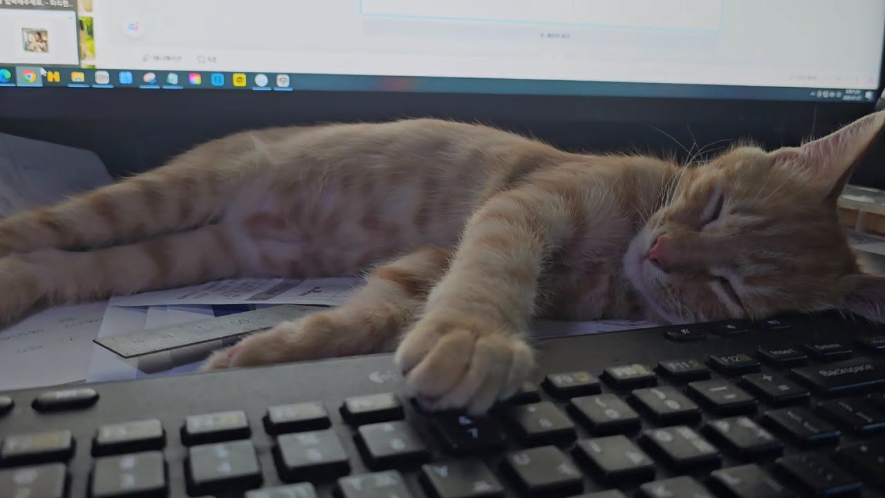 컴퓨터책상 전세내고 자는 고양이_A Cat that sleeps well anywhere 