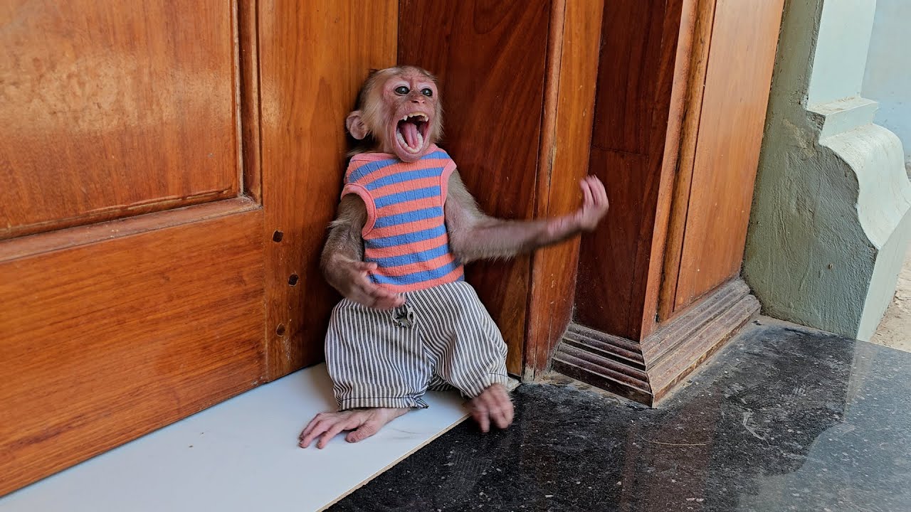 Monkey Jack Super Brat Gesture Wanna To Store With Mom