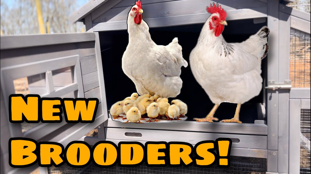 New Brooder Setup & New Chicks!