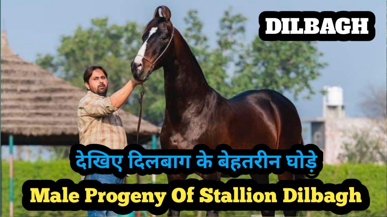 भारत का मशहूर घोड़ा दिलबाग के बेहतरीन घोड़े | Male Progeny Of Stallion Dilbagh Rania !!