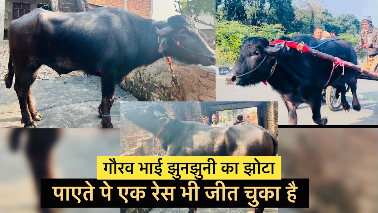 गौरव भाई झुनझुनी ने कर रखा है ईस्पेसल वाला झोटा 5 km घुमाया झोटा 