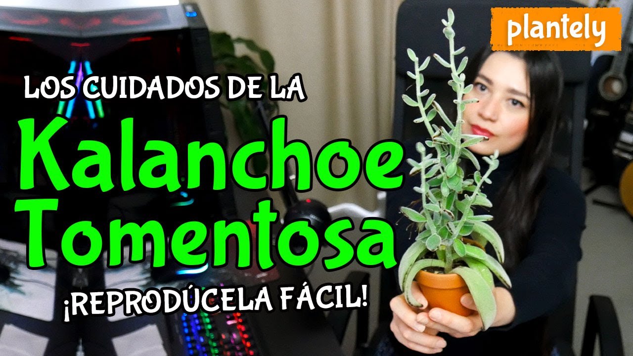 Kalanchoe Tomentosa, Planta Panda, Cuidados y Reproducción | Plantely