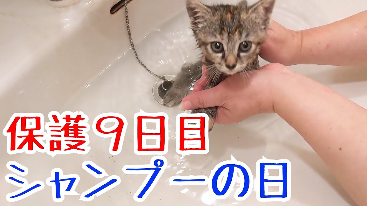 [保護９日目]今日は子猫達のシャンプーの日です