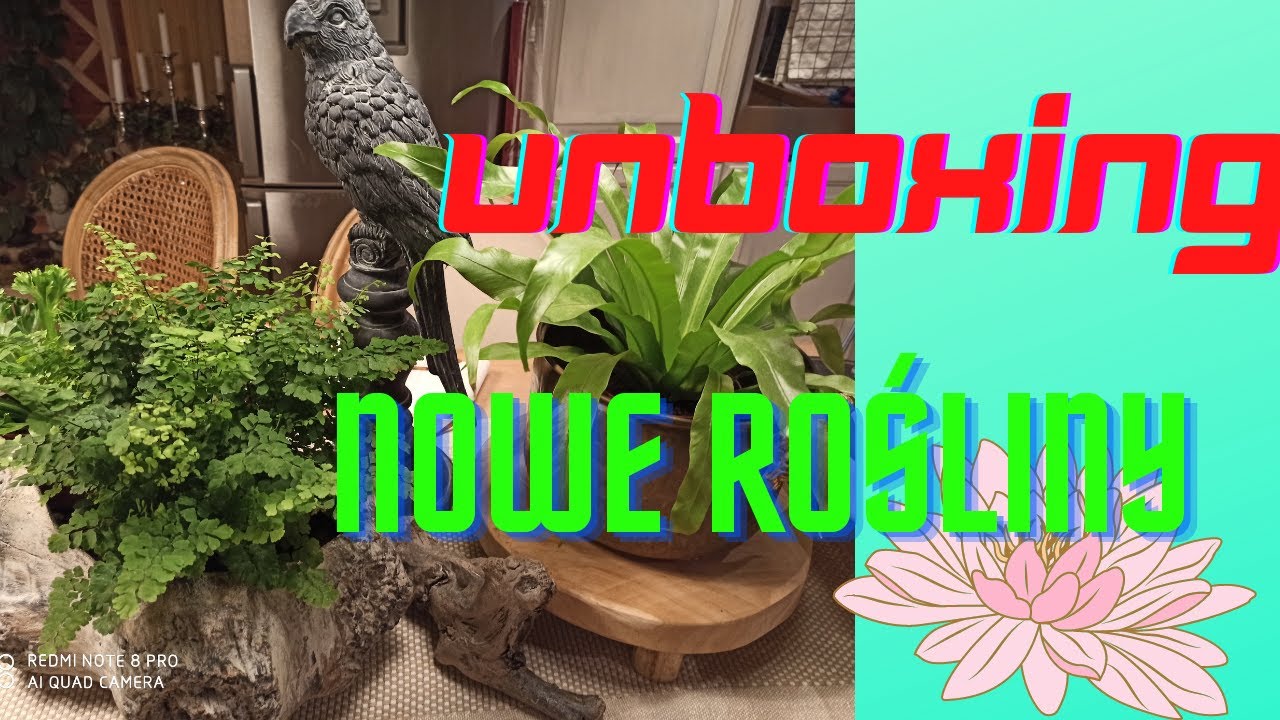 Unboxing _ littlejungle.pl - rośliny ze sklepu internetowego