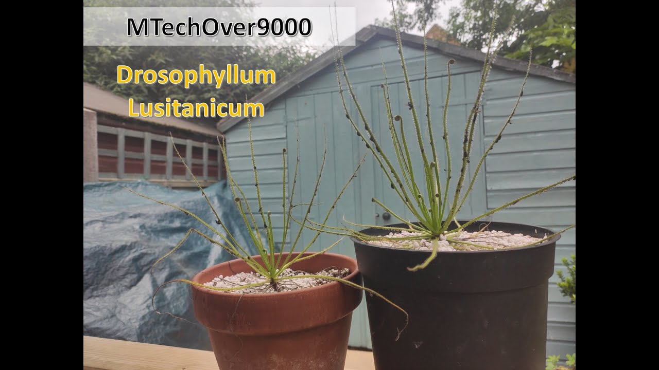 Drosophyllum Lusitanicum Care