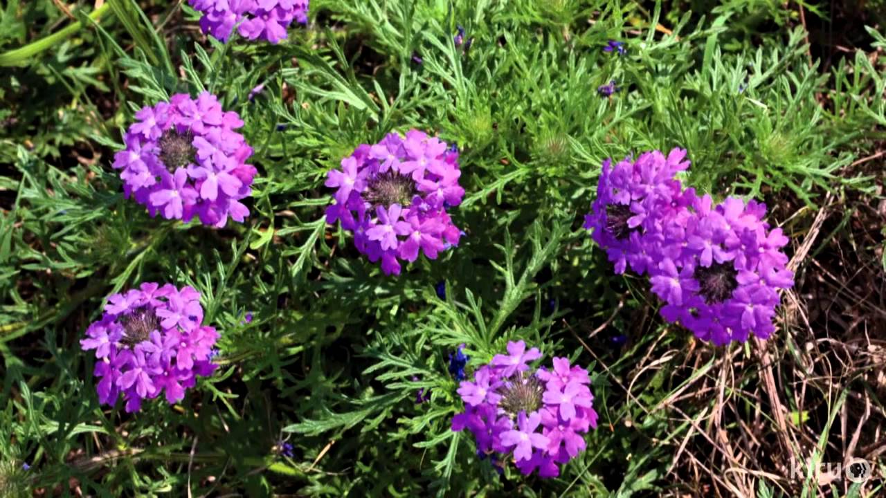 Gardening for butterflies |Geyata Ajilvsgi |Central Texas Gardener