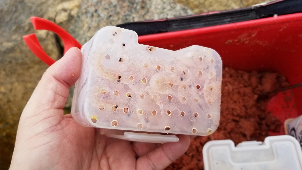 磯釣入門：南極蝦磚釣餌小貼士