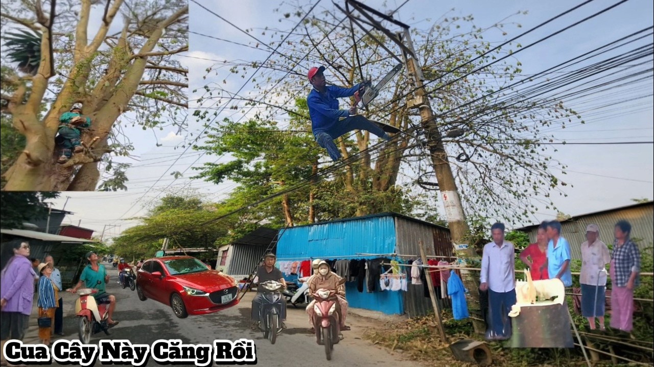 Cưa Cây Gòn Gai Khủng Sát Dây Điện /Sawing a Giant Cotton Tree Right Through Electrica l Wires| P254
