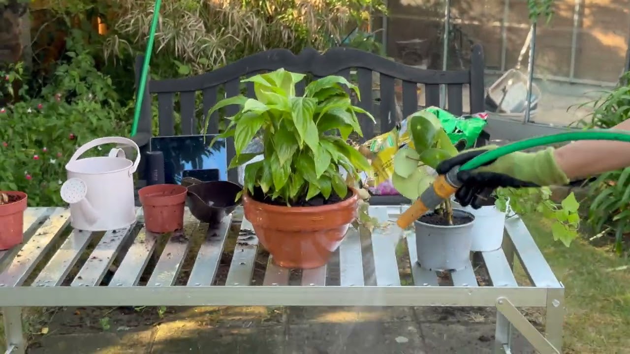 REPOTTING AND WATERING OUR PLANTS