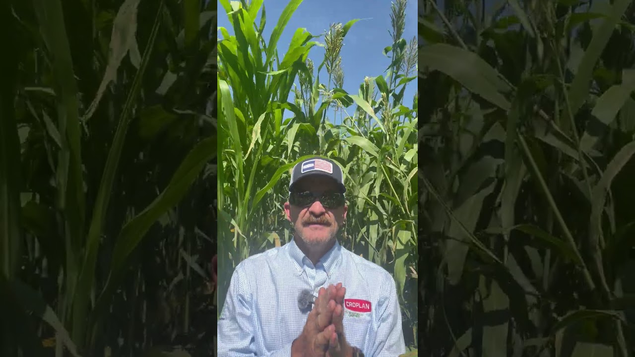 Photoperiod Sensitive Sorghum x Sudangrass