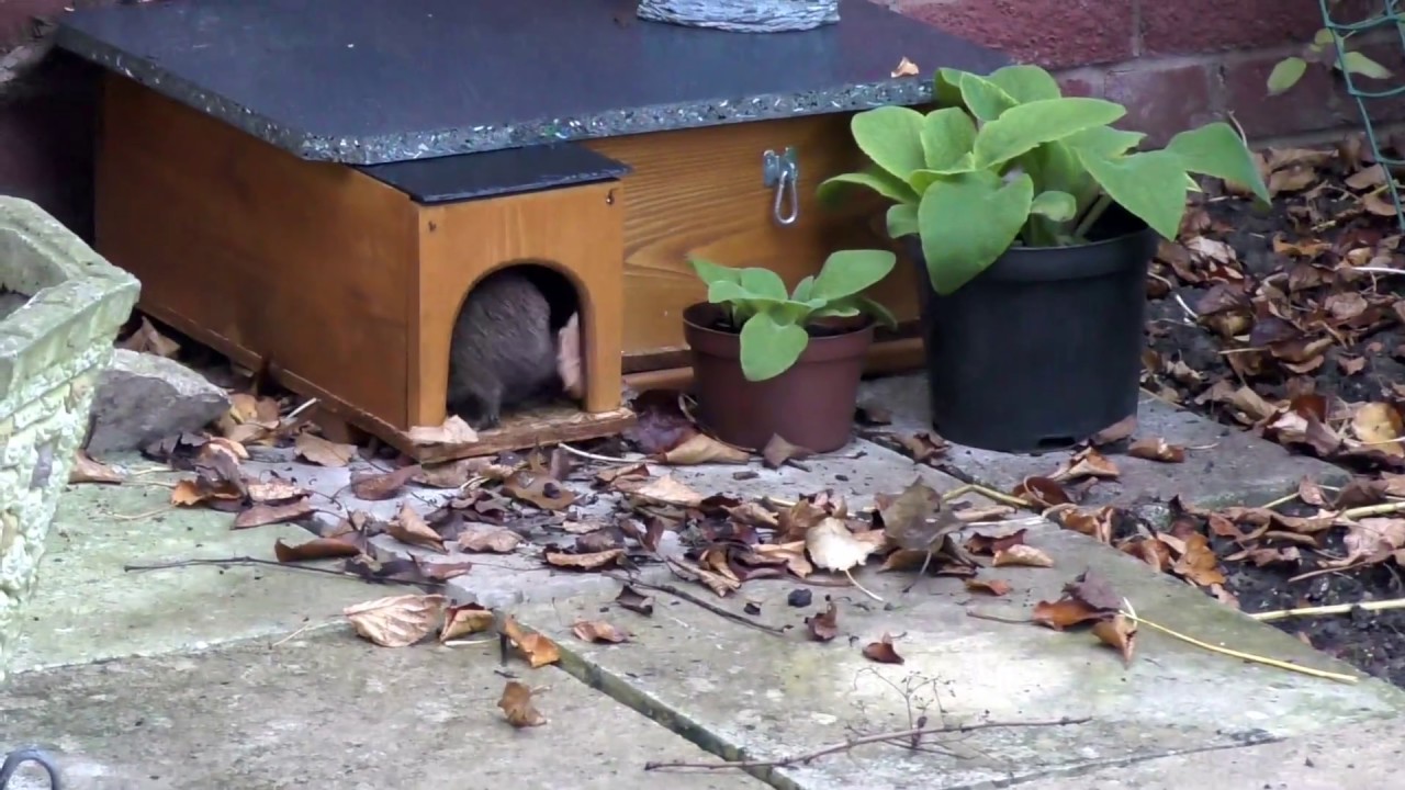 Nesting Hedgehog